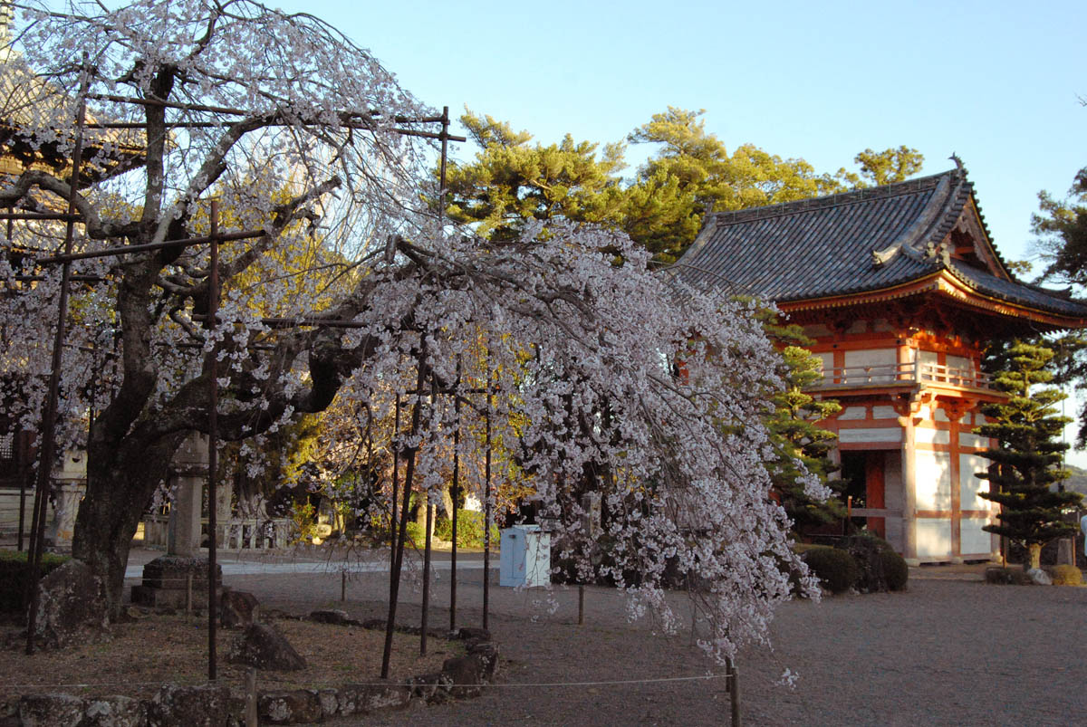 Wakayama dojouji cherry blossoms | World Heritage in Japan