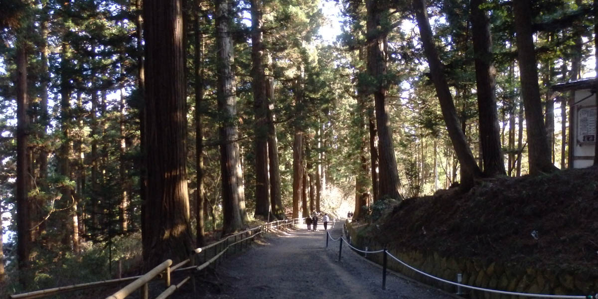 Japanese Heritage Sites Forest Bathing